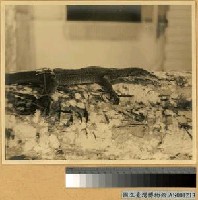 藏品(樹幹上蜥蜴)的圖片